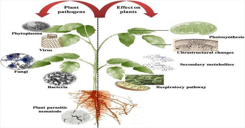 Assistant Professor in Plant Functional Phenomics (Tenure Track), Academic Jobs, University Jobs, Academic positions, Higher Ed jobs, PhD jobs, Faculty Jobs, Academic Research, Research position, Teaching Jobs,